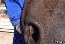 Tags: crawled, horse, mouse, nose, wtf (Pict. in My r/WTF favs)