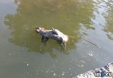 Tags: canal, dead, fox, london, regents, riding, terrapin, wtf (Pict. in My r/WTF favs)