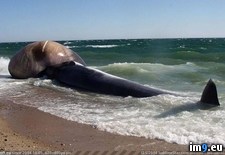 Tags: apparently, dies, enormous, size, swell, tongues, washes, whale, wtf (Pict. in My r/WTF favs)