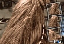 Tags: short, wookie, wtf (GIF in My r/WTF favs)