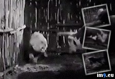 Tags: animal, movies, was, welfare, wtf (GIF in My r/WTF favs)
