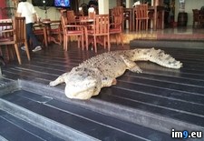 Tags: bali, bartender, buddy, drink, told, walk, wtf (Pict. in My r/WTF favs)
