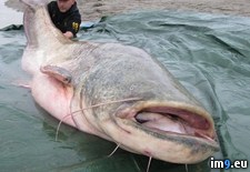 Tags: catfish, fears, wtf (Pict. in My r/WTF favs)