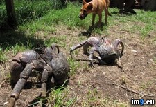 Tags: coconut, crabs, dog, good, indoors, kids, reason, wtf (Pict. in My r/WTF favs)