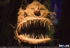 Tags: abyss, creatures, living, mariana, trench, wtf (Pict. in My r/WTF favs)
