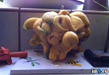 Tags: cthulhu, lemon, wtf (Pict. in My r/WTF favs)