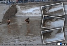 Tags: dancing, nature, wtf (GIF in My r/WTF favs)