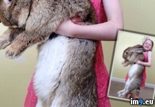 Tags: biggest, bunny, darius, england, foot, inches, officially, pound, rabbit, worcester, world, wtf (Pict. in My r/WTF favs)