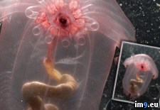 Tags: but, creatures, deep, interesting, sea, wtf (Pict. in My r/WTF favs)