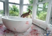 Tags: bathroom, blood, deer, wtf (Pict. in My r/WTF favs)