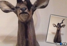 Tags: animal, deer, deformed, grew, head, horn, out, shot, stuffed, survived, wtf (Pict. in My r/WTF favs)