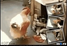 Tags: are, dog, stop, wtf, you (GIF in My r/WTF favs)