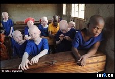 Tags: african, albino, amputate, are, children, doctors, east, hunting, limbs, magic, potions, turn, witch, wtf (Pict. in My r/WTF favs)