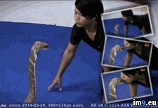 Tags: cobra, face, king, wtf (GIF in My r/WTF favs)