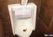 Tags: fish, urinal, wtf (Pict. in My r/WTF favs)