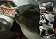 Tags: aluminum, bite, fish, takes, wtf (GIF in My r/WTF favs)