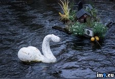 Tags: dickswan, floating, house, river, tiny, wtf (Pict. in My r/WTF favs)