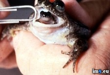 Tags: frogception, wtf (Pict. in My r/WTF favs)
