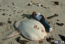 Tags: dead, giant, sunfish, wtf (Pict. in My r/WTF favs)