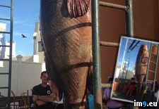 Tags: cabo, caught, giant, grouper, lucas, mexico, san, wtf (Pict. in My r/WTF favs)