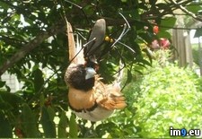 Tags: australia, bird, eating, golden, orb, spider, wtf (Pict. in My r/WTF favs)