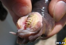 Tags: hagfish, mouth, wtf (Pict. in My r/WTF favs)