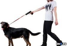 Tags: dog, handgun, leash, wtf (Pict. in My r/WTF favs)