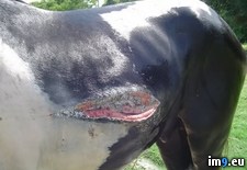 Tags: fence, horse, injuries, left, owners, ran, spray, sprayed, wound, wtf (Pict. in My r/WTF favs)