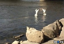 Tags: bunnies, human, river, wtf (Pict. in My r/WTF favs)