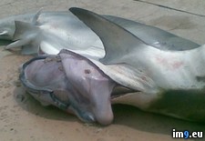 Tags: human, nsfl, remains, shark, wtf (Pict. in My r/WTF favs)