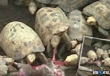 Tags: carnivorous, did, tortoises, wtf (Pict. in My r/WTF favs)