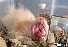 Tags: hamster, scared, wtf (Pict. in My r/WTF favs)
