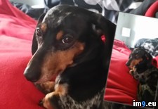 Tags: dachshund, digging, mini, monster, saw, wtf, yard (Pict. in My r/WTF favs)