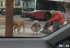Tags: chilling, city, dog, homeless, man, saw, turkey, wtf (Pict. in My r/WTF favs)