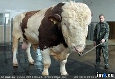 Tags: bull, cow, giant, massive, raise, ukrainian, wtf (Pict. in My r/WTF favs)