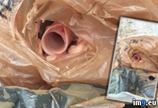 Tags: discovered, opening, package, road, walk, wtf (Pict. in My r/WTF favs)