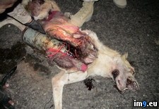 Tags: dog, ied, iraq, wtf (Pict. in My r/WTF favs)