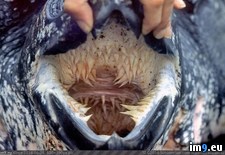 Tags: leatherback, mouth, sea, turtle, wtf (Pict. in My r/WTF favs)