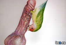 Tags: birds, drawings, wtf (Pict. in My r/WTF favs)