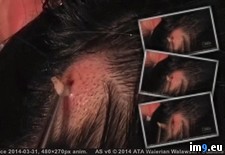 Tags: head, larva, removed, womans, wtf (GIF in My r/WTF favs)