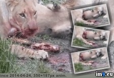 Tags: alive, animal, baby, kill, killing, lions, pregnant, pull, warning, warthog, wtf (GIF in My r/WTF favs)