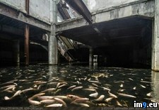Tags: abandon, building, fish, koi, mall, metro, thousand, wtf (Pict. in My r/WTF favs)