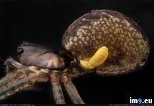 Tags: larvae, microscopy, spider, wasp, wtf (Pict. in My r/WTF favs)