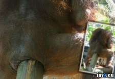 Tags: ass, log, monkey, wtf (Pict. in My r/WTF favs)
