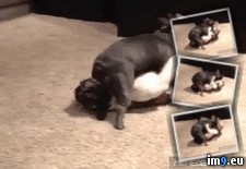 Tags: dogs, eachother, love, wtf (GIF in My r/WTF favs)