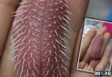 Tags: baby, friend, hedgehog, picture, posted, wtf (Pict. in My r/WTF favs)