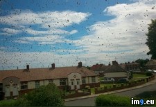 Tags: house, street, swarmed, wasps, wtf (Pict. in My r/WTF favs)