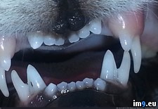 Tags: kitten, monster, teeth, wtf (Pict. in My r/WTF favs)