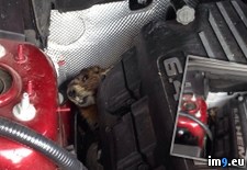 Tags: brakes, car, chewed, find, hit, hood, marmot, mom, opened, working, wtf (Pict. in My r/WTF favs)