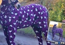Tags: horse, pajamas, see, wtf (Pict. in My r/WTF favs)